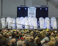 Carnaval-de-Mayores-2018_843